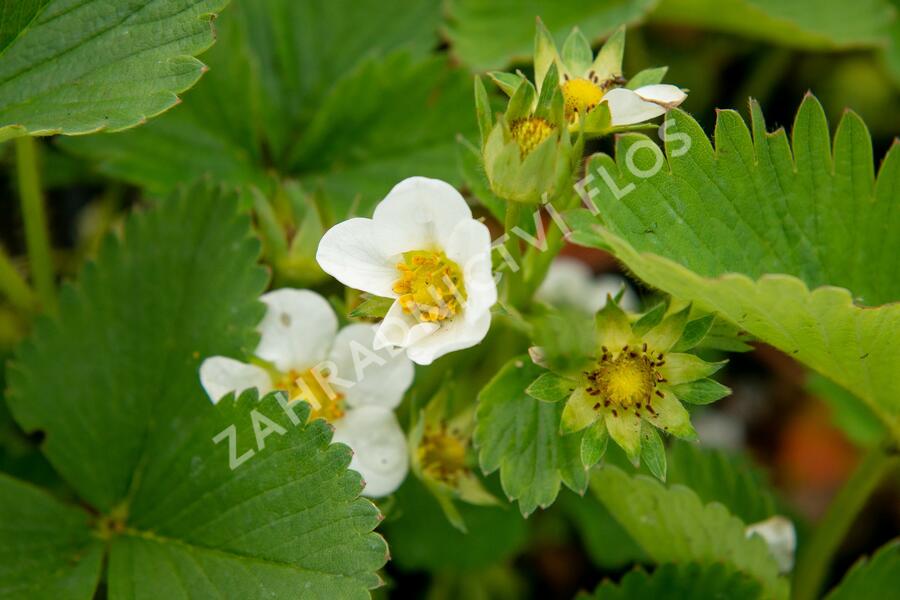 Jahodník jednouplodící 'Elsanta' - Fragaria ananassa 'Elsanta'