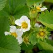 Jahodník jednouplodící 'Elsanta' - Fragaria ananassa 'Elsanta'