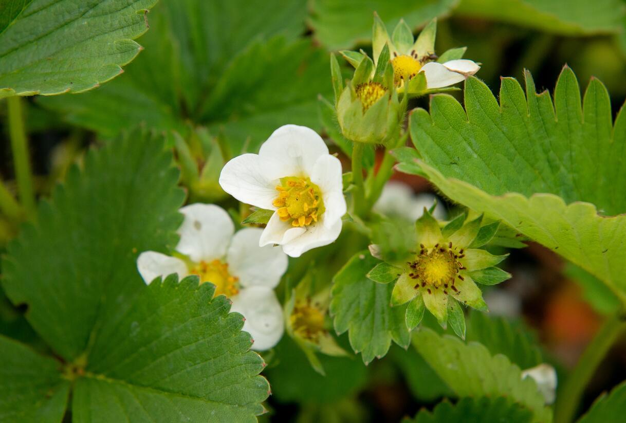 Jahodník jednouplodící 'Elsanta' - Fragaria ananassa 'Elsanta'