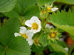 Jahodník jednouplodící 'Elsanta' - Fragaria ananassa 'Elsanta'
