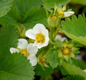 Jahodník jednouplodící 'Elsanta' - Fragaria ananassa 'Elsanta'