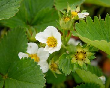 Jahodník jednouplodící 'Elsanta'