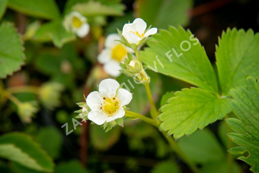 Jahodník jednouplodící 'Elsanta' - Fragaria ananassa 'Elsanta'