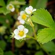 Jahodník jednouplodící 'Elsanta' - Fragaria ananassa 'Elsanta'