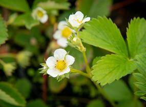Jahodník jednouplodící 'Elsanta' - Fragaria ananassa 'Elsanta'