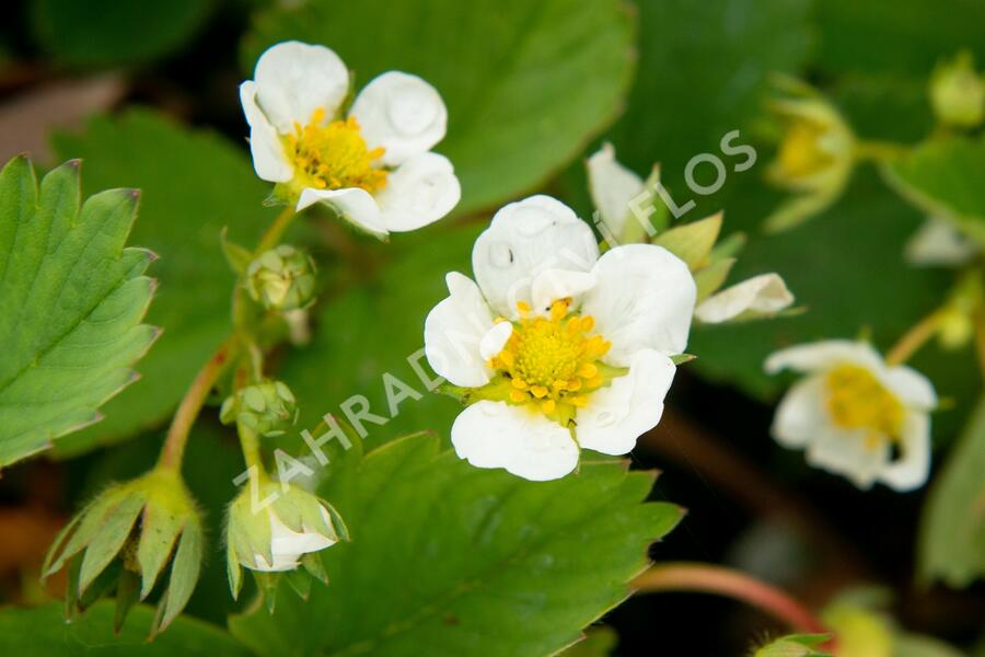 Jahodník jednouplodící 'Elsanta' - Fragaria ananassa 'Elsanta'