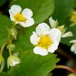 Jahodník jednouplodící 'Elsanta' - Fragaria ananassa 'Elsanta'