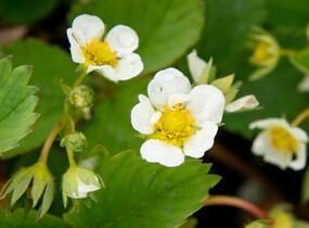 Jahodník jednouplodící 'Elsanta' - Fragaria ananassa 'Elsanta'