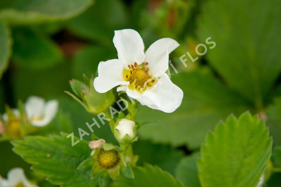 Jahodník jednouplodící 'Allegro' - Fragaria ananassa 'Allegro'