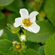 Jahodník jednouplodící 'Allegro' - Fragaria ananassa 'Allegro'