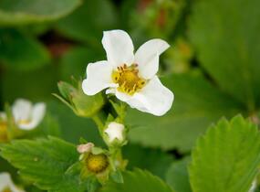 Jahodník jednouplodící 'Allegro' - Fragaria ananassa 'Allegro'