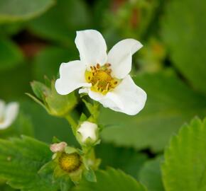 Jahodník jednouplodící 'Allegro' - Fragaria ananassa 'Allegro'