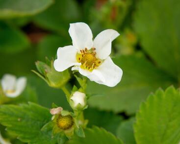 Jahodník jednouplodící 'Allegro'