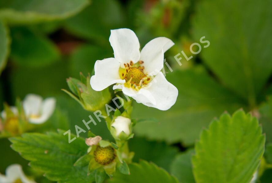 Jahodník jednouplodící 'Allegro' - Fragaria ananassa 'Allegro'