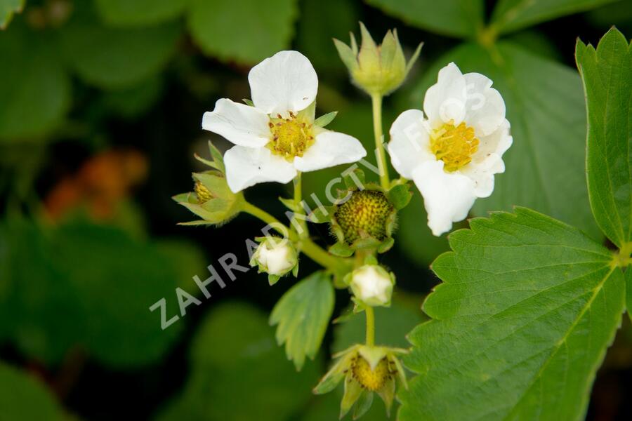 Jahodník jednouplodící 'Allegro' - Fragaria ananassa 'Allegro'