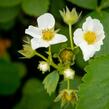 Jahodník jednouplodící 'Allegro' - Fragaria ananassa 'Allegro'