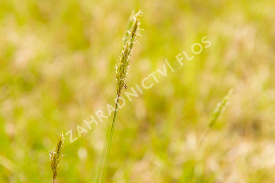 Lipnice luční - Poa pratensis