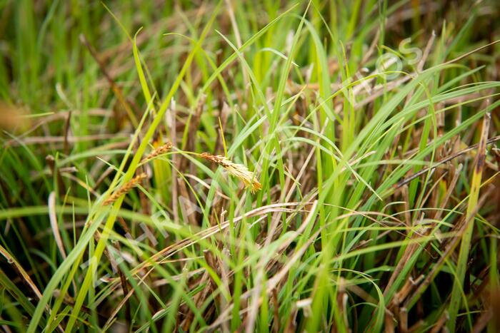 Ostřice chabá - Carex flacca