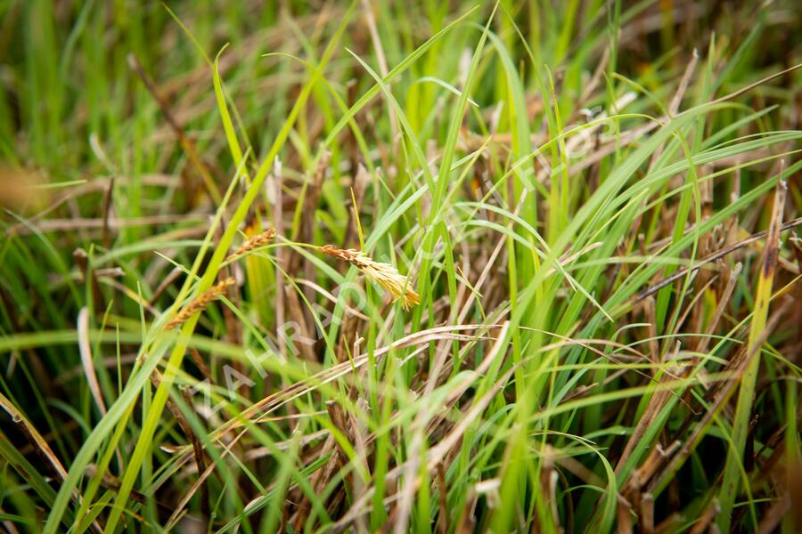 Ostřice chabá - Carex flacca
