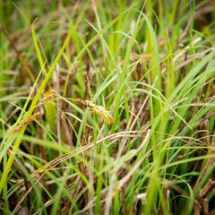 Ostřice chabá - Carex flacca