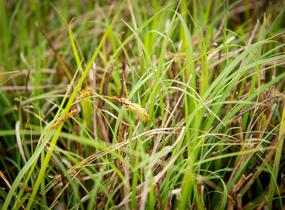 Ostřice chabá - Carex flacca