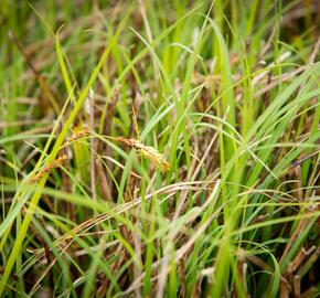 Ostřice chabá - Carex flacca