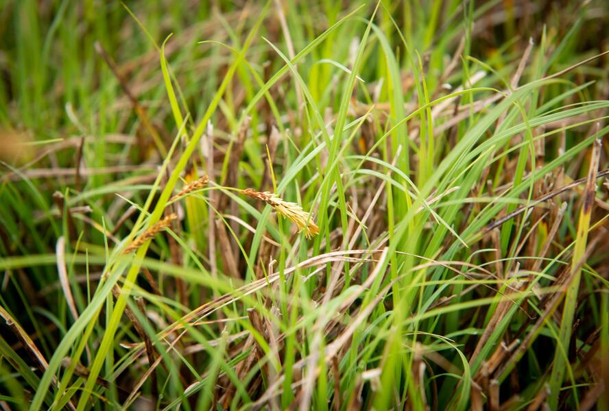 Ostřice chabá - Carex flacca