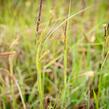 Ostřice chabá - Carex flacca