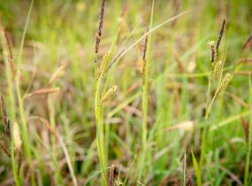 Ostřice chabá - Carex flacca