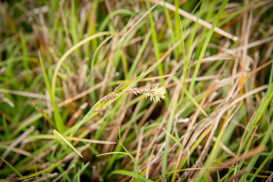 Ostřice chabá - Carex flacca