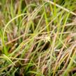 Ostřice chabá - Carex flacca