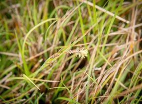 Ostřice chabá - Carex flacca