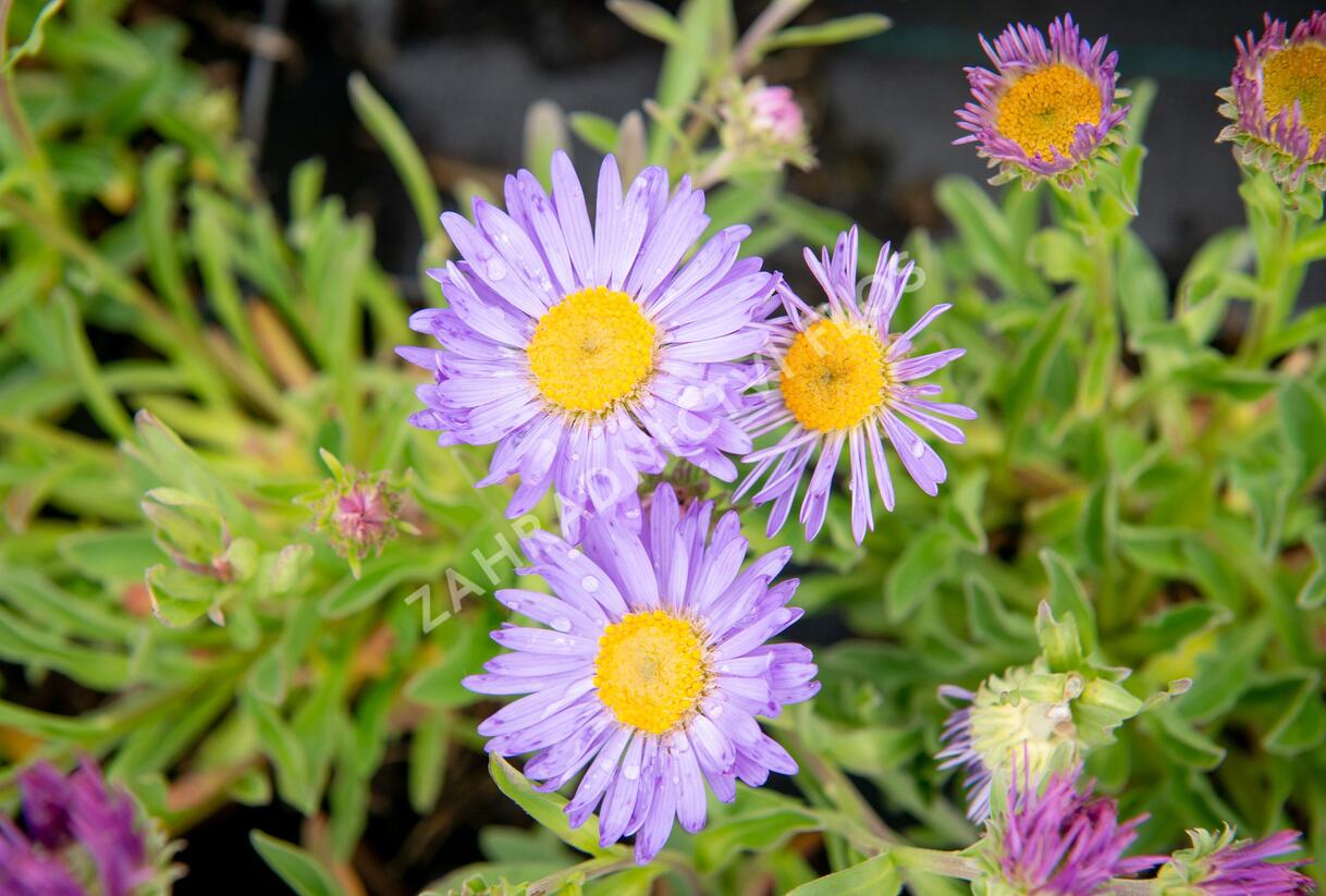 Hvězdnice alpská 'Goliath' - Aster alpinus 'Goliath'