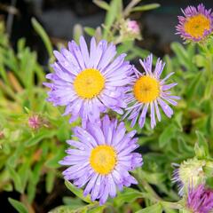 Hvězdnice alpská 'Goliath' - Aster alpinus 'Goliath'