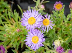 Hvězdnice alpská 'Goliath' - Aster alpinus 'Goliath'