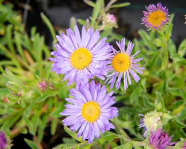 Hvězdnice alpská 'Goliath'