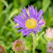 Hvězdnice alpská 'Goliath' - Aster alpinus 'Goliath'