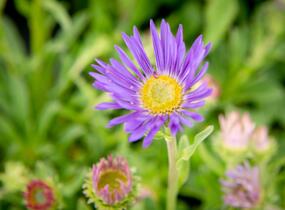 Hvězdnice alpská 'Goliath' - Aster alpinus 'Goliath'