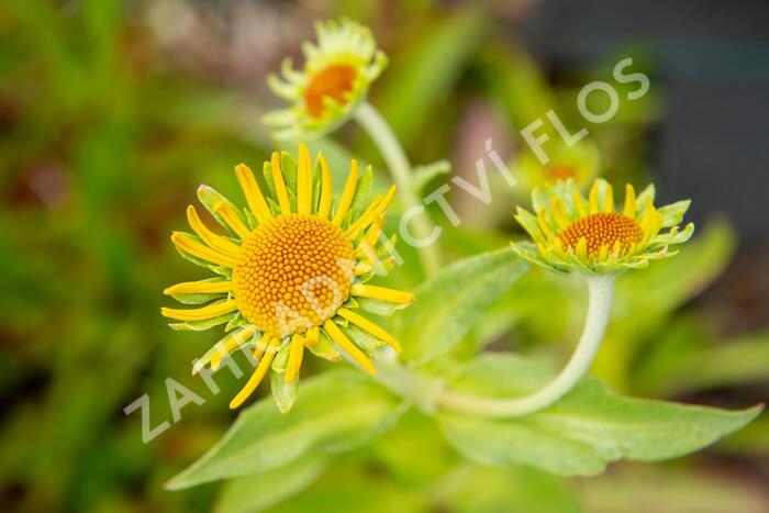 Záplevák Hoopesův - Helenium hoopesii