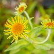 Záplevák Hoopesův - Helenium hoopesii