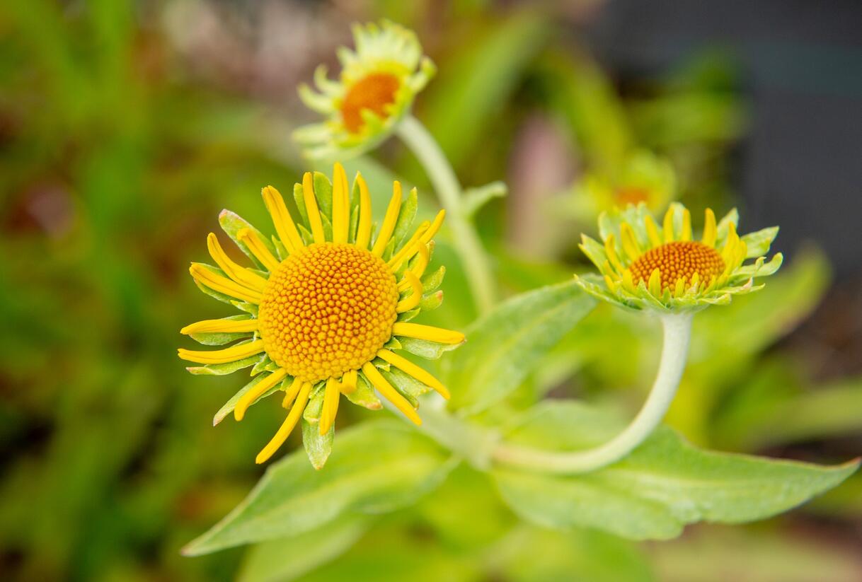 Záplevák Hoopesův - Helenium hoopesii