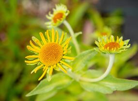 Záplevák Hoopesův - Helenium hoopesii