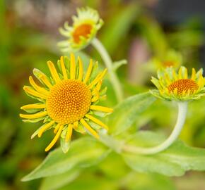 Záplevák Hoopesův - Helenium hoopesii