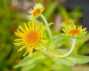 Záplevák Hoopesův