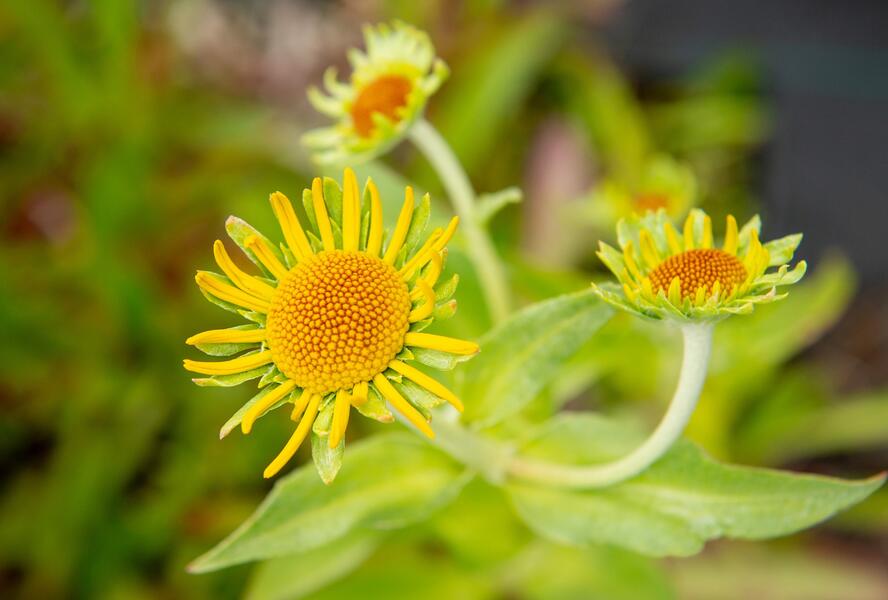 Záplevák Hoopesův - Helenium hoopesii