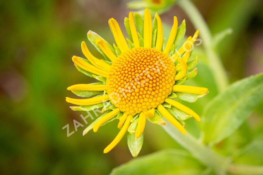 Záplevák Hoopesův - Helenium hoopesii