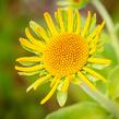 Záplevák Hoopesův - Helenium hoopesii