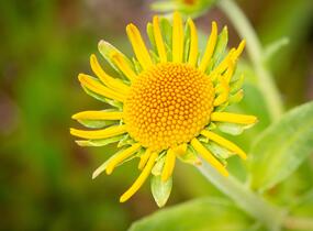 Záplevák Hoopesův - Helenium hoopesii