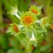 Záplevák Hoopesův - Helenium hoopesii