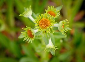 Záplevák Hoopesův - Helenium hoopesii